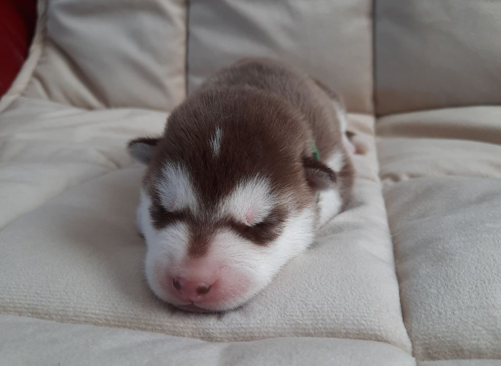 De L'Etoile Bleu Polaire - Chiots disponibles - Siberian Husky