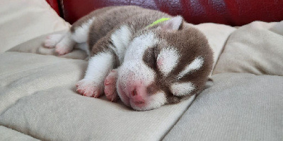 CHIOT