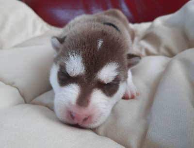 CHIOT