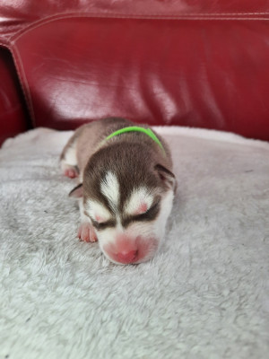 Balou