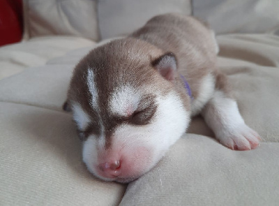 CHIOT