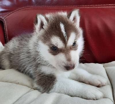 Alpha
