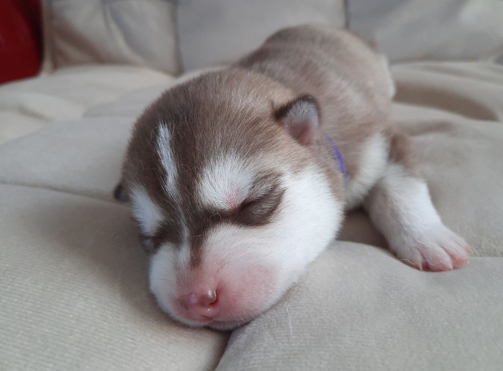 De L'Etoile Bleu Polaire - Chiots disponibles - Siberian Husky