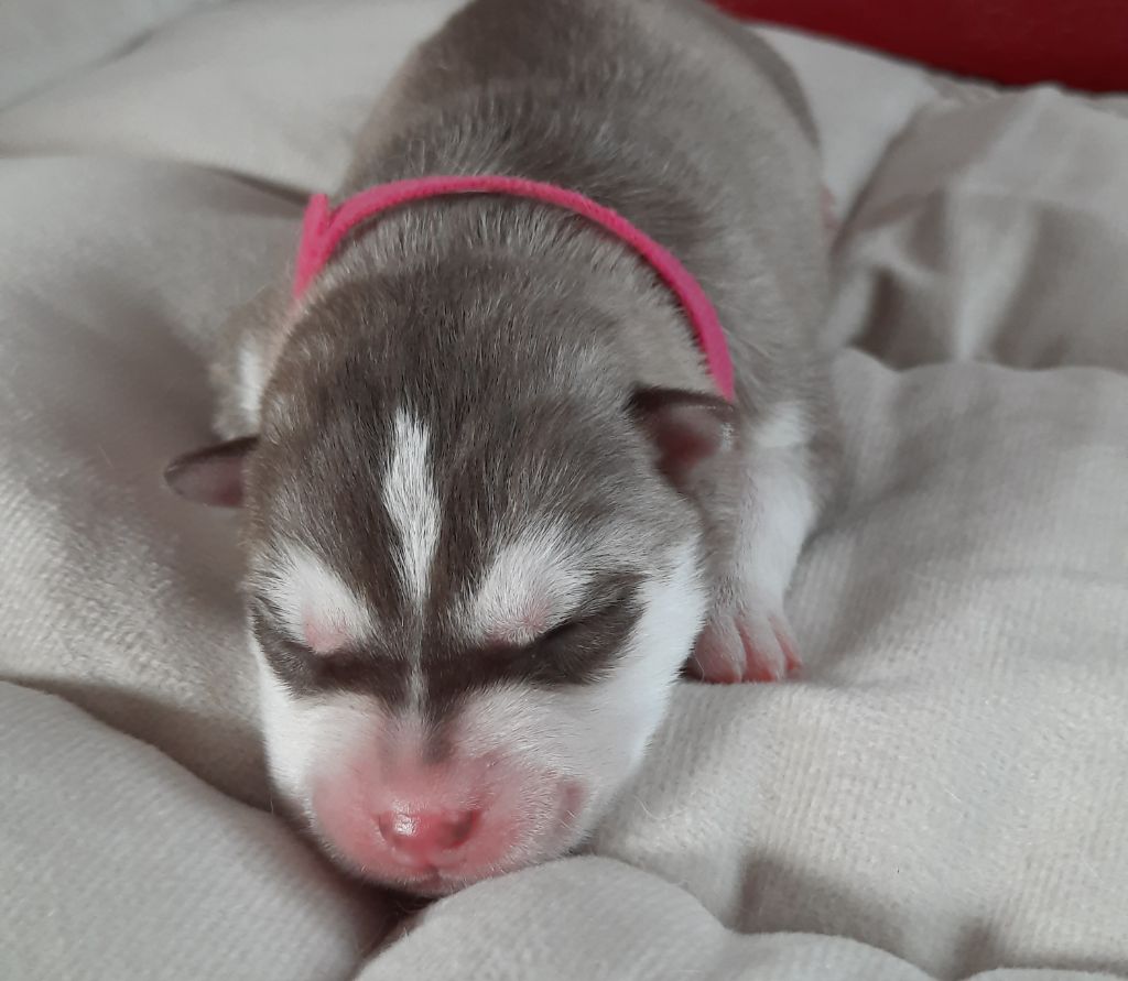 De L'Etoile Bleu Polaire - Chiots disponibles - Siberian Husky
