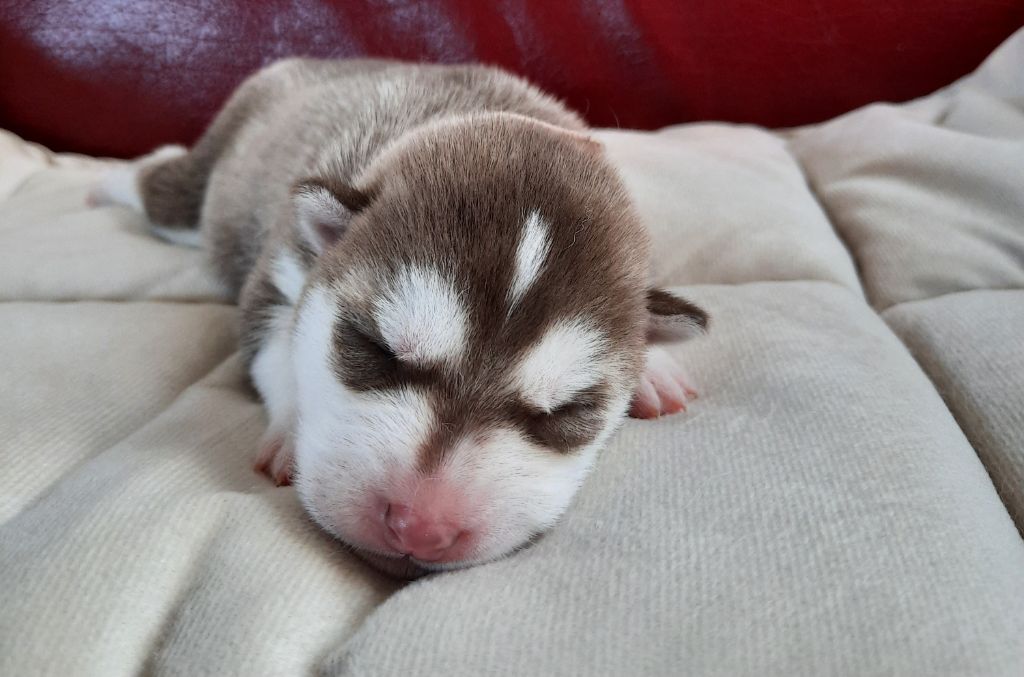 De L'Etoile Bleu Polaire - Chiots disponibles - Siberian Husky