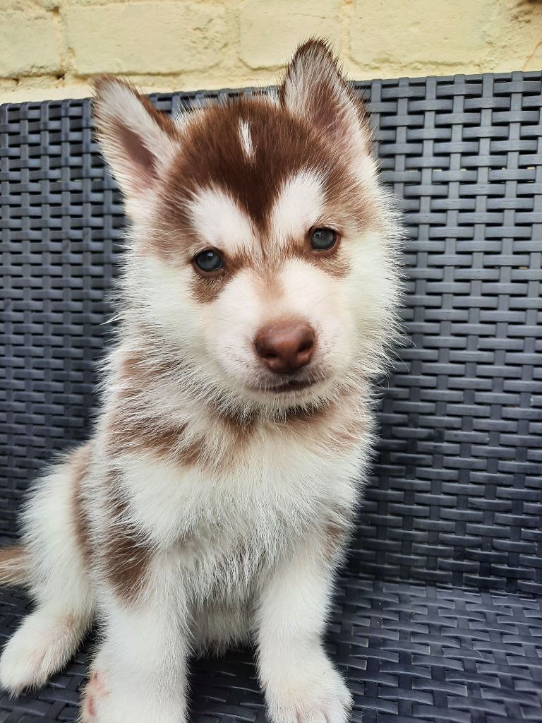 De L'Etoile Bleu Polaire - Chiots disponibles - Siberian Husky