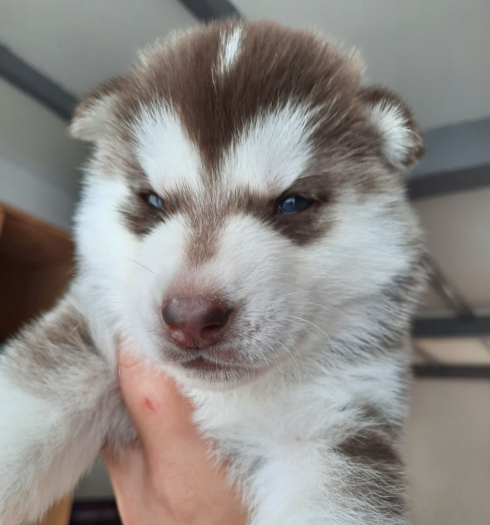 De L'Etoile Bleu Polaire - Chiots disponibles - Siberian Husky
