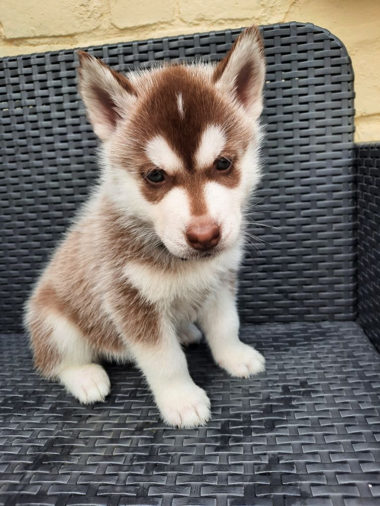 De L'Etoile Bleu Polaire - Chiots disponibles - Siberian Husky