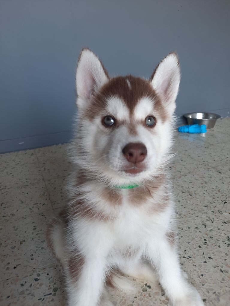De L'Etoile Bleu Polaire - Chiots disponibles - Siberian Husky